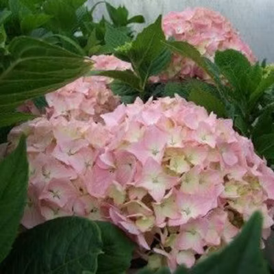 2 x Hortensia &lsquo;King George VII&rsquo; – Hydrangea macrophylla &lsquo;King George Vii&rsquo;  – 25-30 cm pot