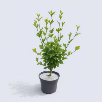 Arbres et plantes – HIBISCUS syriacus Purple ruffles – Pot 3 L – H 60 cm – 200cm – Violet – Extérieur
