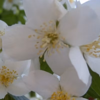2 x Seringat &lsquo;Virginal&rsquo; – Philadelphus &lsquo;Virginal&rsquo;  – 50-60 cm pot