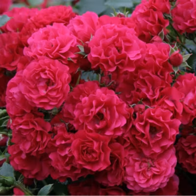 2 x Kordes Rigo-rosier – Rosa &lsquo;Gärtnerfreude&rsquo;