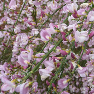 2 x Genêt &lsquo;Moyclare Pink&rsquo; – Cytisus &lsquo;Moyclare Pink&rsquo;  – 40-60 cm pot