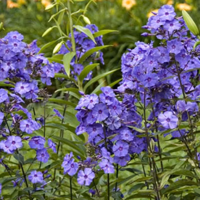 6 x Phlox paniculé &lsquo;Blue Paradise&rsquo; – Phlox paniculata &lsquo;Blue Paradise&rsquo;  – godet 9cm x 9cm