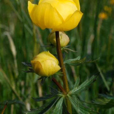 6 x Trolle d&rsquo;Europe – Trollius europaeus  – godet 9cm x 9cm