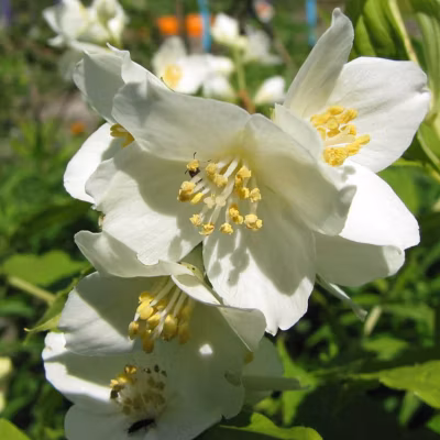 2 x Seringat de Lemoine – Philadelphus &lsquo;Lemoinei&rsquo;  – 50-60 cm pot