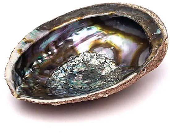 Coquille d&rsquo;ormeau vert Haliotis Fulgens L