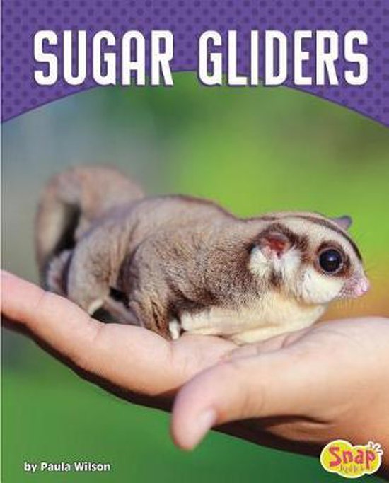 Cute and Unusual Pets- Sugar Gliders Sugar Gliders