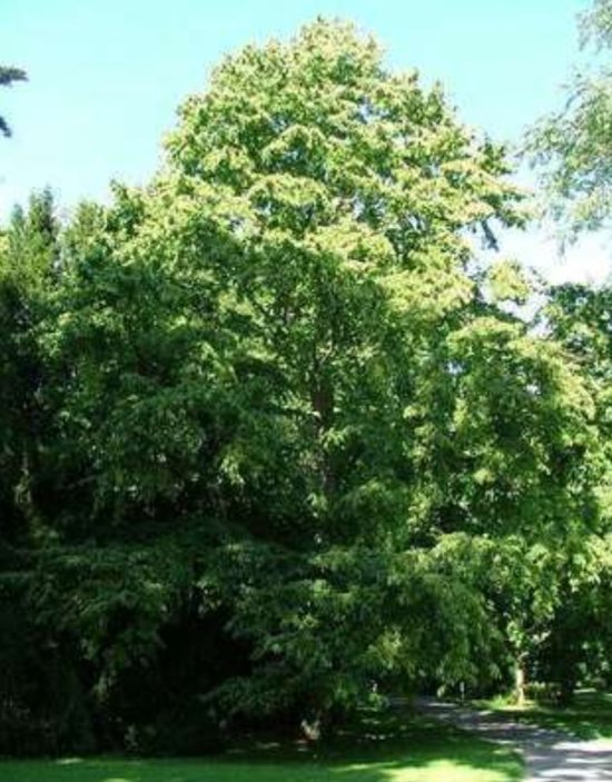 Corylus colurna – Noisetier arboricole 12/14 cm de circonférence du tronc – Standard en pot