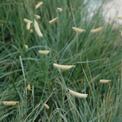 6 x Peigne Gazon – Bouteloua gracilis  – godet 9cm x 9cm
