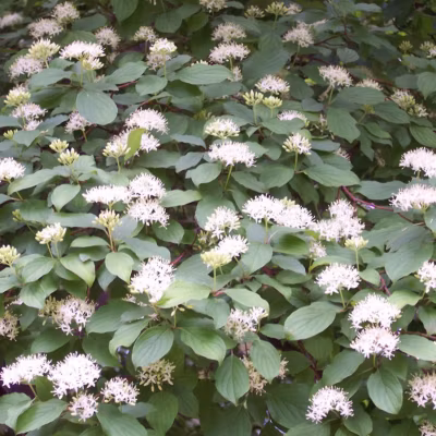 2 x Cornouiller sanguin – Cornus sanguinea  – 60-80 cm pot