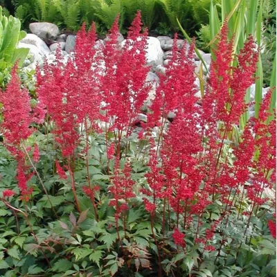 6 x Astilbe d&rsquo;Arends &lsquo;Fanal&rsquo; – Astilbe arendsii &lsquo;Fanal&rsquo;  – godet 9cm x 9cm