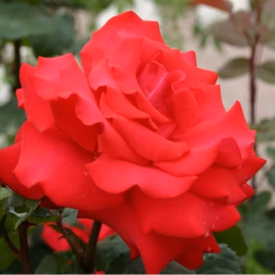 2 x Kordes Eleganza rosier – Rosa &lsquo;Grande Amore&rsquo;