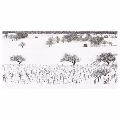 Brise vue imprimé VIGNES SOUS LA NEIGE, H.1.5 x L.3 m, 100% occultant, Made in France par Scenolia + kit de fixation offert