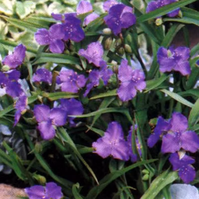 6 x Éphémère de Virginie &lsquo;Leonora&rsquo; – Tradescantia &lsquo;Leonora&rsquo;  – godet 9cm x 9cm