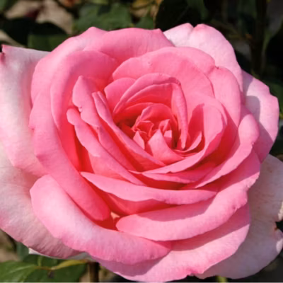 2 x Kordes Eleganza rosier – Rosa &lsquo;Sweet Parole&rsquo;