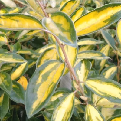 2 x Chalef &lsquo;Limelight&rsquo; – Elaeagnus ebbingei &lsquo;Limelight&rsquo;  – 30-40 cm pot