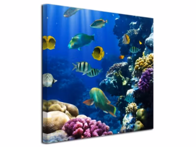 DECLINA, Tableau toile imprimée, animaux, Tableau photo le monde de Nemo, 80×80 cm