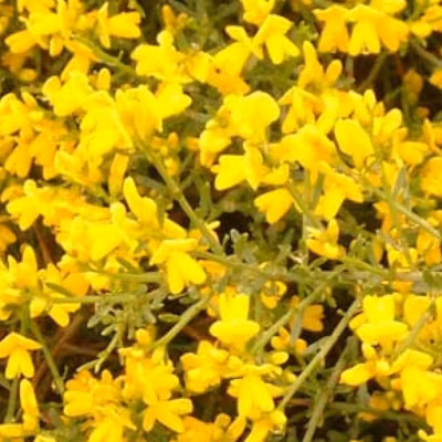 2 x Genêt de Lydie – Genista lydia  – 40-50 cm pot
